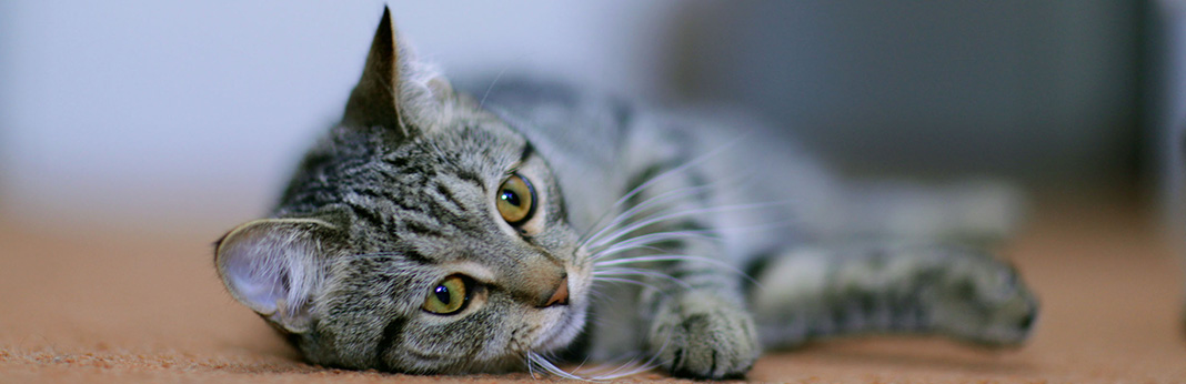 Cat Acting Weird? 7 Signs Your Cat May Be Sick