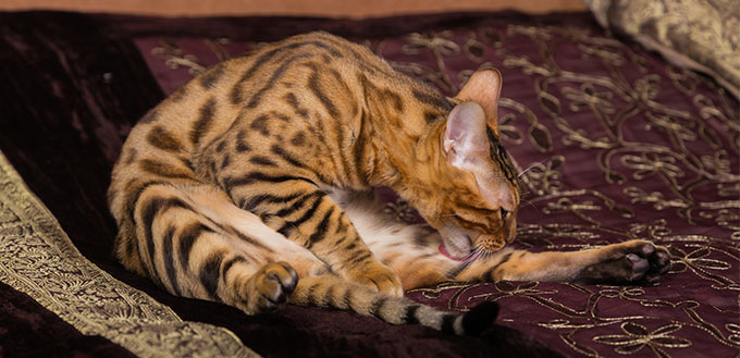 Cat cleaning itself