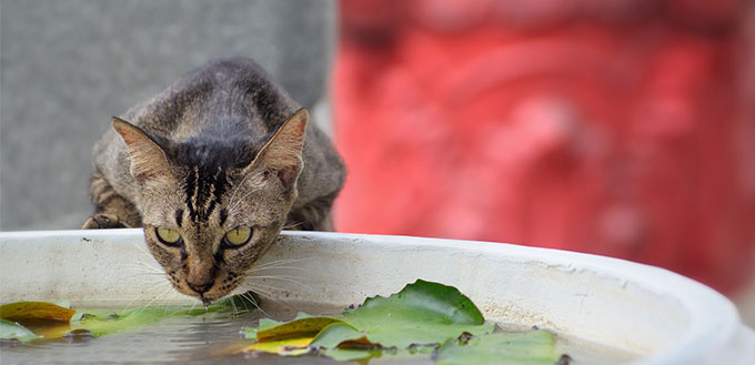 Cat drinking water