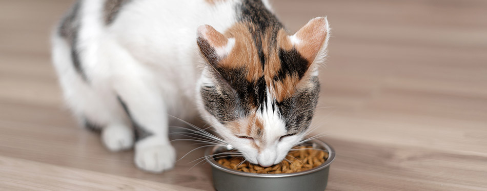 Cat eats diet food for neutered or sterilized cats.
