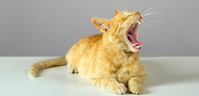 Cat yawns