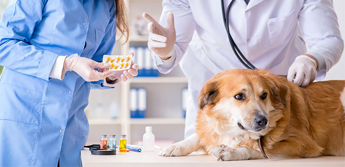 Dog at the Vet