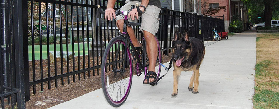 Dog on a bike leash