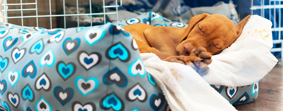 Dog sleeping on the dog crate bed