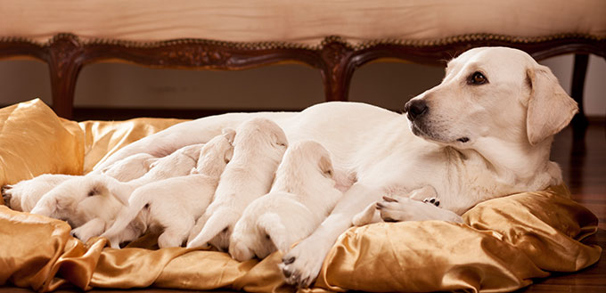 Dog with her babies