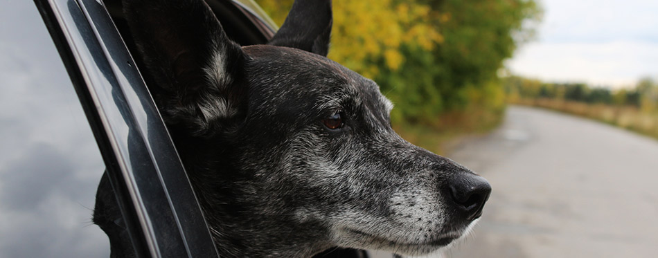 Grey shepherd looks out of the car