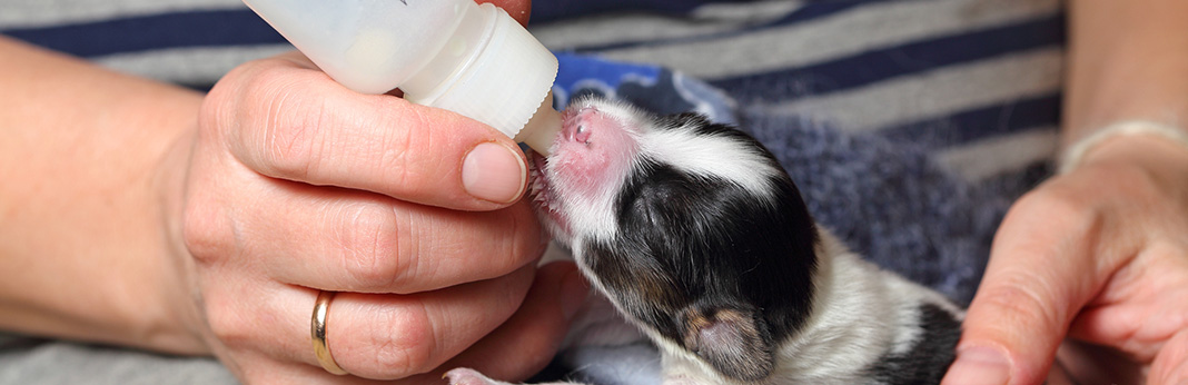 How to Bottle Feed a Puppy