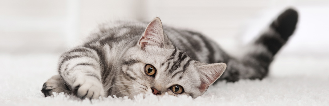 How-to-Stop-a-Cat-From-Pooping-on-the-Carpet