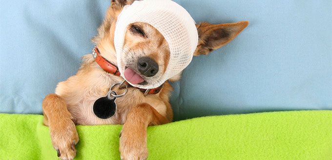 Injured Dog