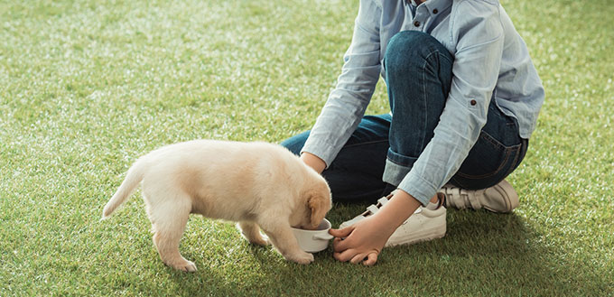 Little kid feeding his labrador puppy on grass