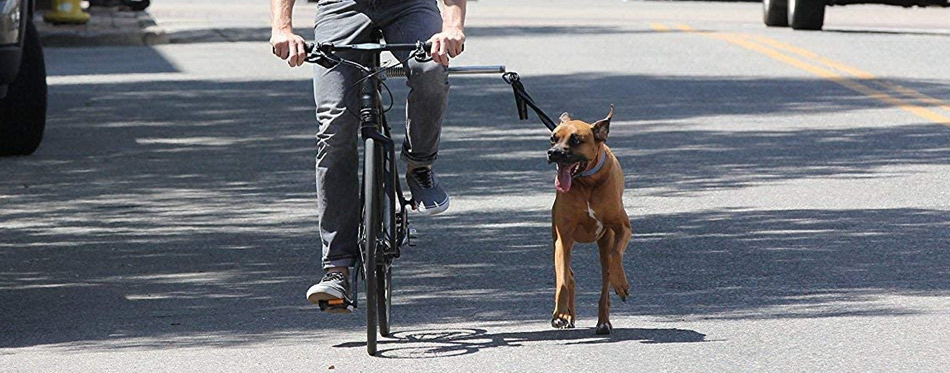 Man on a bike walking a dog