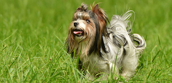 Mi Ki dog on the grass