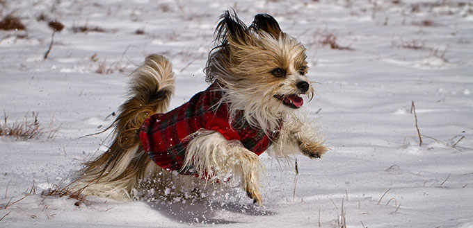 Mi Ki dog running in the snow