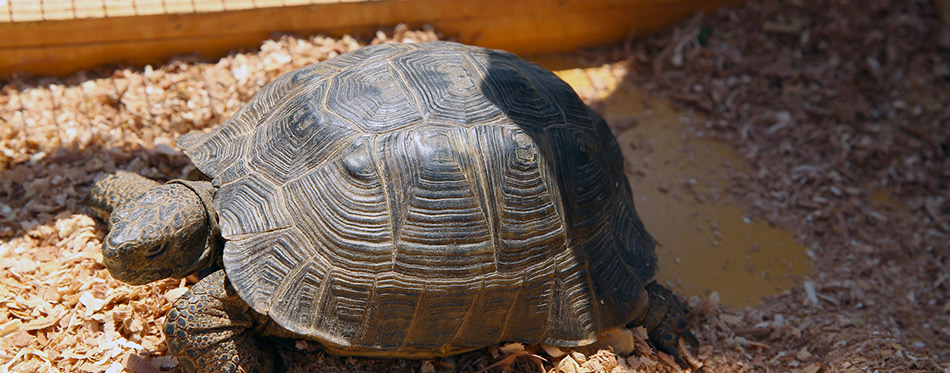 Old turtles crawling in the cage