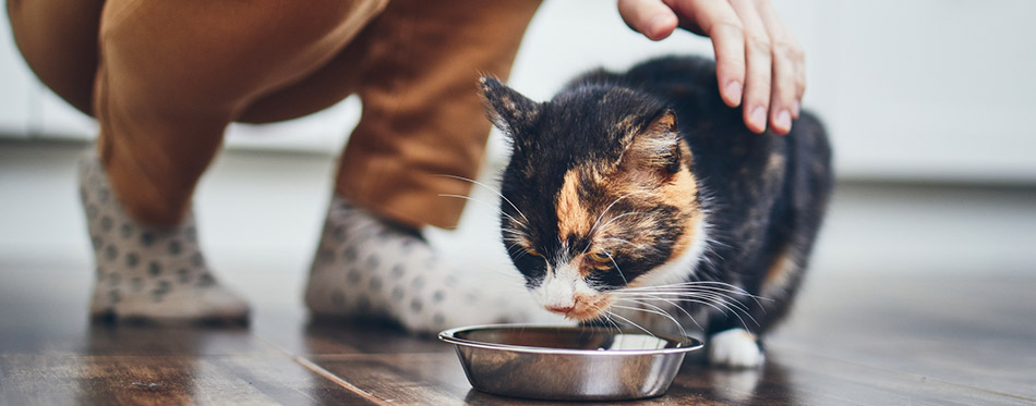 Owner feeding his cat