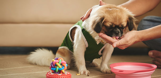 Owner feeding his little dog at home