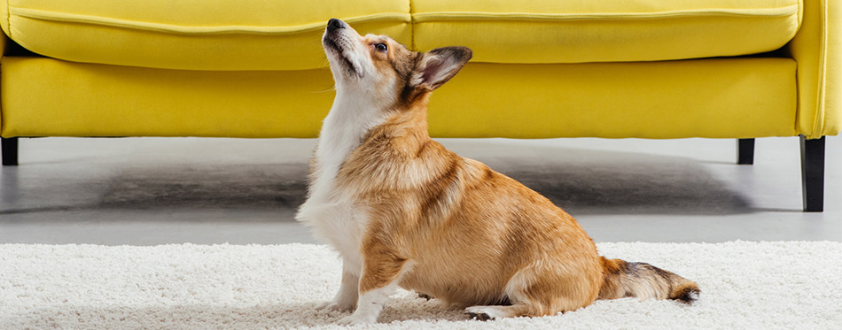 Pembroke welsh corgi dog training