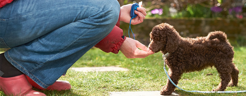 Poodle Puppy training