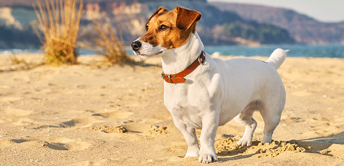 Portrait of Jack Russell Terrier.