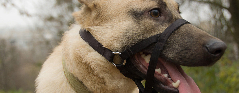 Portrait of a dog with head halter