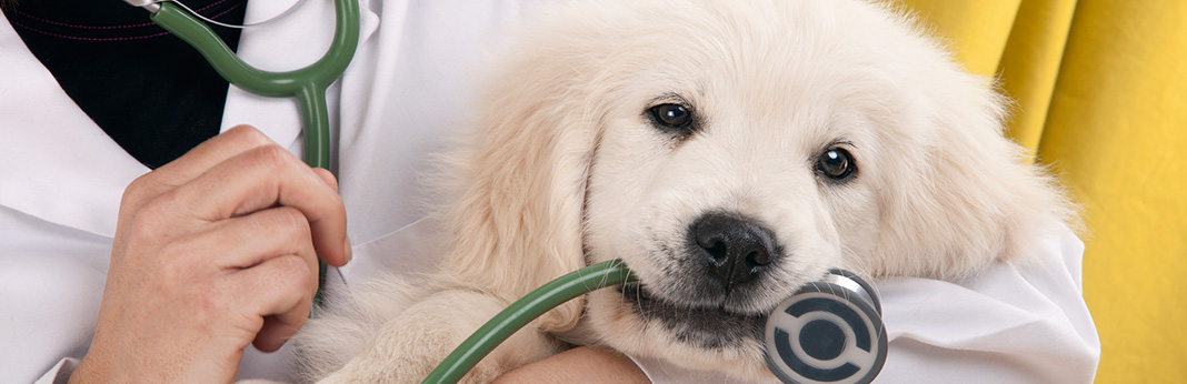 Puppy with doctor