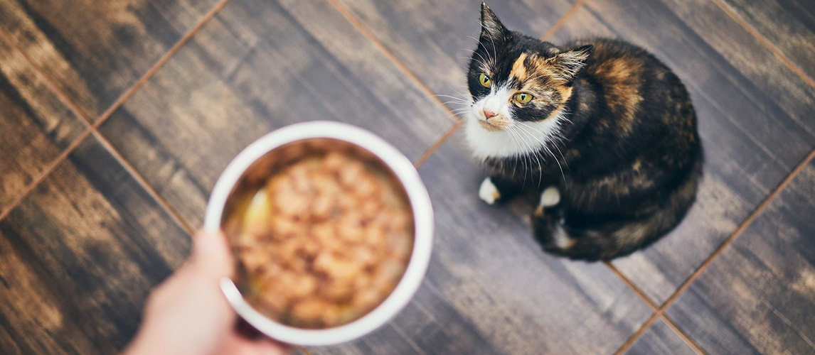 Simply-Nourish-Cat-Food-Review