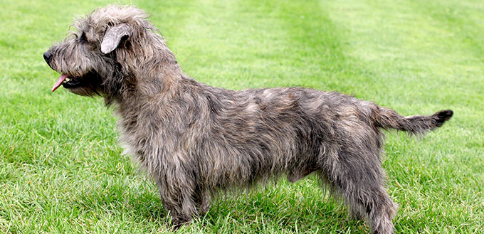 Typical Imaal Terrier on a green grass lawn