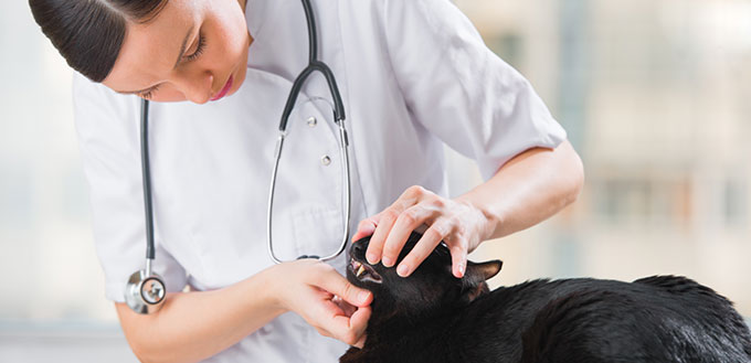 Veterinarian examining teeth of a cat while doing checkup at cli