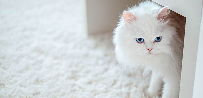 White cat under the table