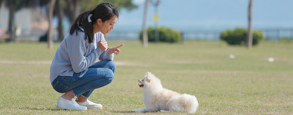 Woman training a dog