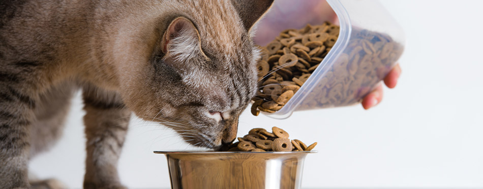 Simply Nourish Cat Food Review My Pet Needs That