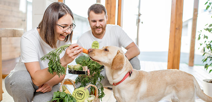 Young couple feeding their dog with healthy green food from the eco market at home