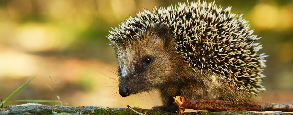 cute hedgehog