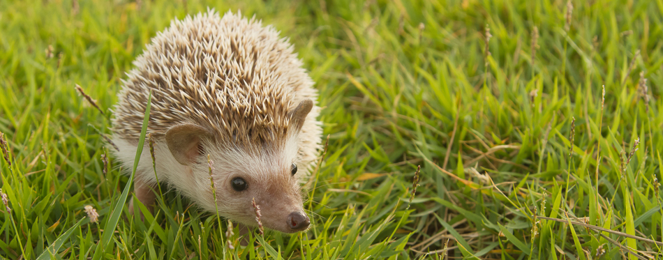 hedgehog in grass