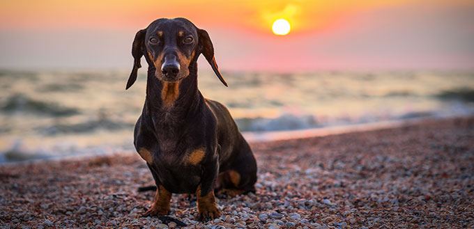 portrait dog breed dachshund, black and tan, against the setting sun on the beach in summer. sunset. dawn.
