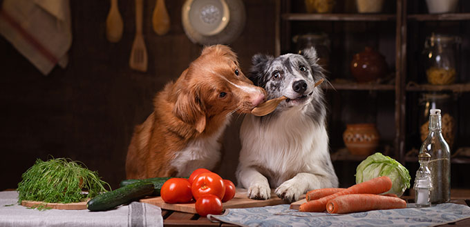 two dogs together in the kitchen are preparing food.