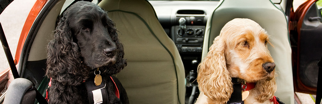 8 Ways To Get Dog Hair Out Of Your Car