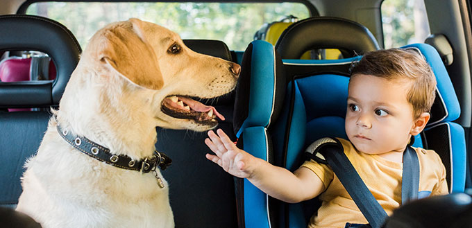 Adorable toddler boy in safety seat touching labrador dog on backseat