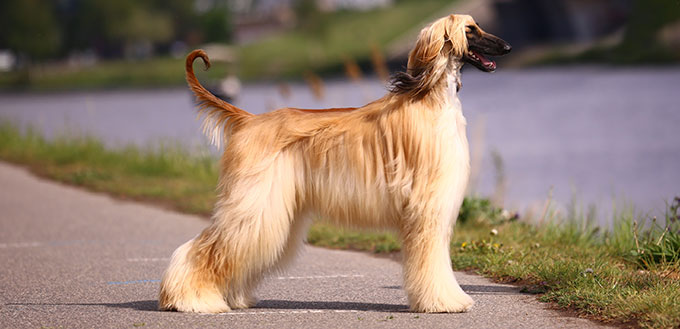 Aristocratic show dog - an afghan hound breed portrait
