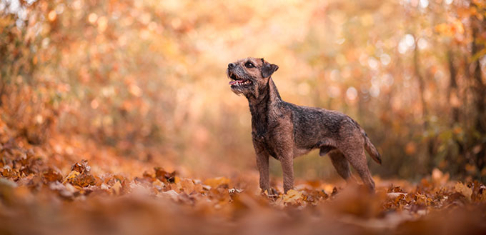 Autumn dog portrait Border terrier