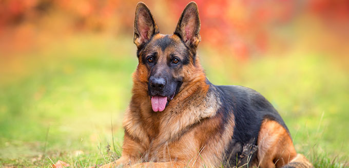 Beautiful german shepherd dog lay in autumn forest