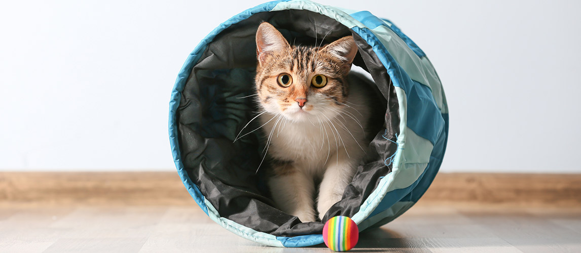 Best-Cat-Tunnels