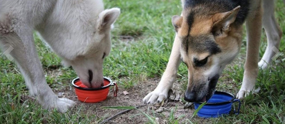 Best-Collapsible-Dog-Bowls