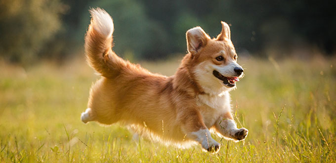 Corgi dog pembroke welsh corgi walking outdoor in summer park