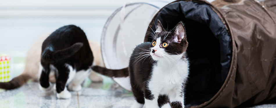 Cute cats with playing tunnel on floor