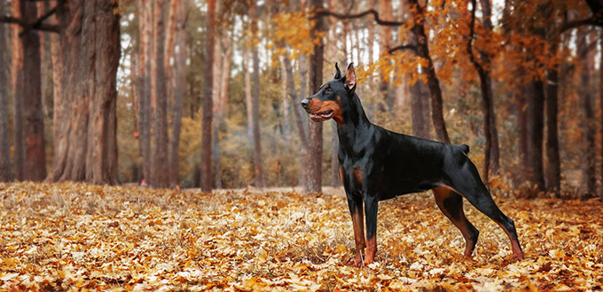 Doberman Pinscher on the background of autumn trees