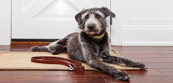 Dog laying down in front of the door