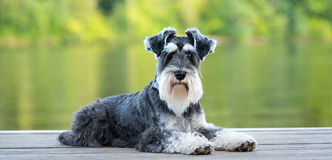 Dog laying on pier of river, green background.