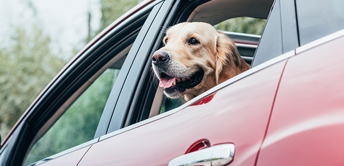 Dog looking out of car window