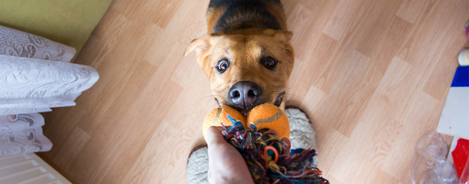 Dog playing with its owner